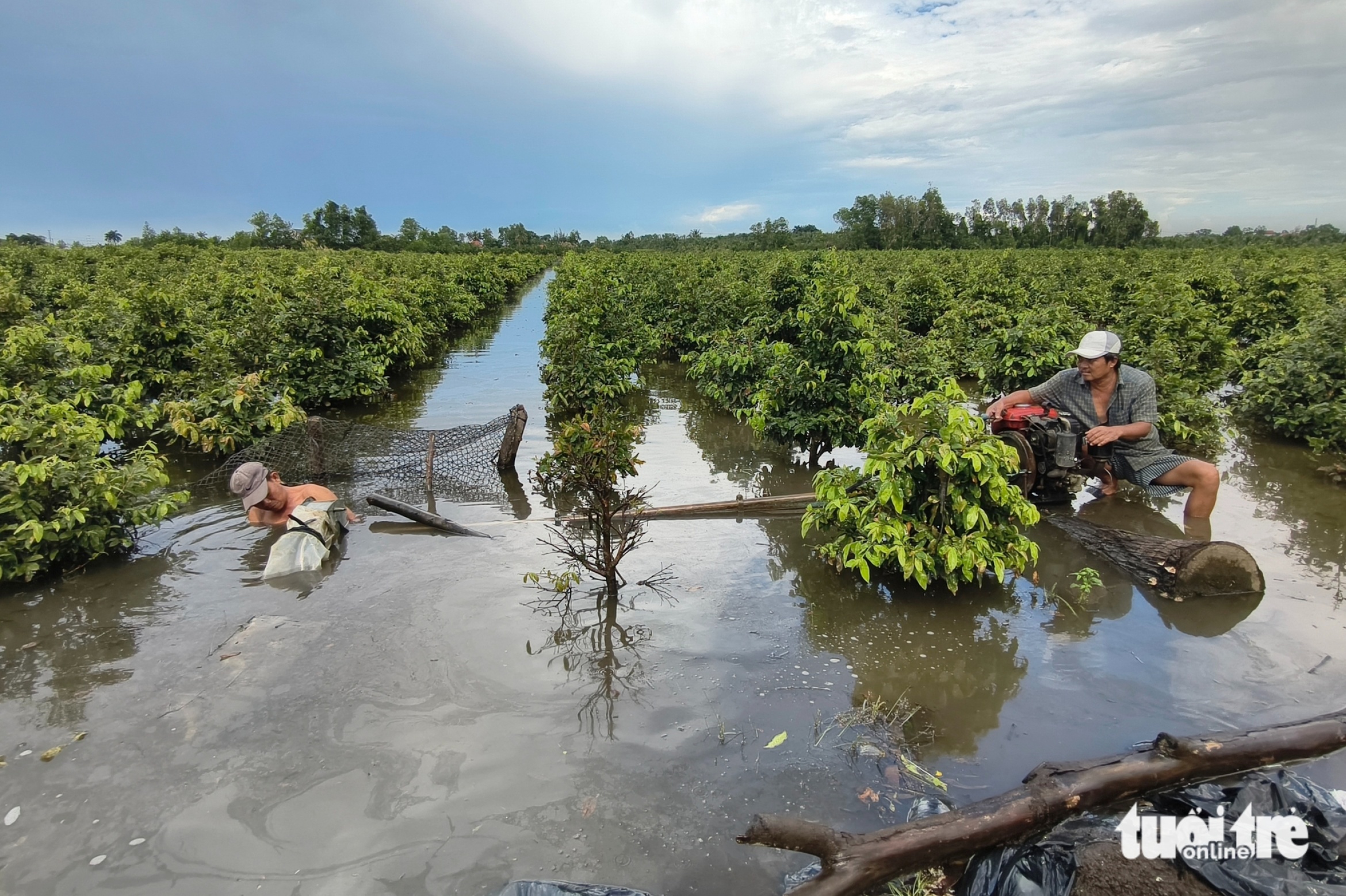 努力抽水拯救平利数十公顷被淹的黄花
